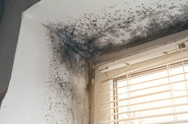 Affordable Attic Mold Remediation solutions in Harbert, MI