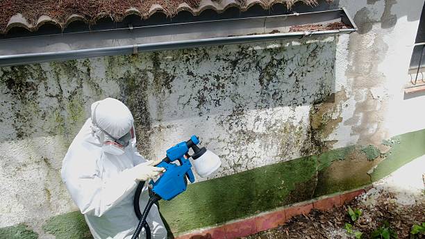 Top rated local Attic Mold Remediation specialists in Harbert, MI